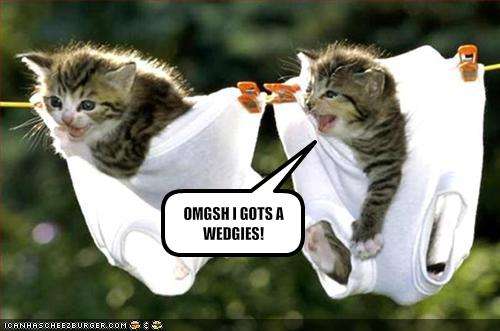 cute puppies and kittens with captions. cats Funny+cute+kittens+