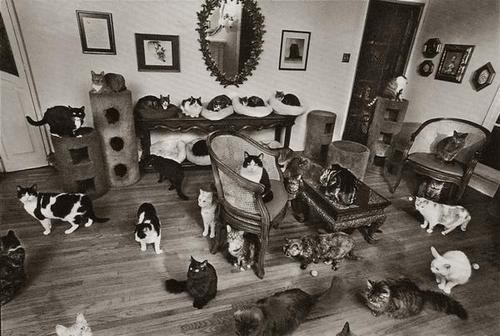 House Of Cats