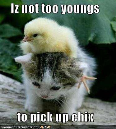 ... -but-what-chick-magnet-funny-pictures-kitten-not-too-young-chicks.jpg