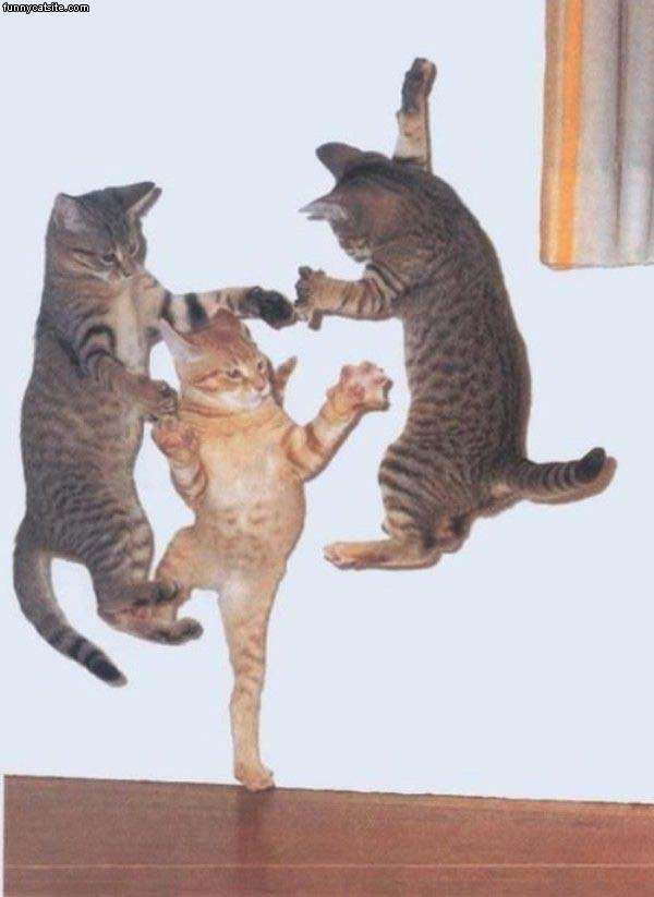 Name:  Incredible_Dancing_Cats.jpg
Views: 166
Size:  43.6 KB