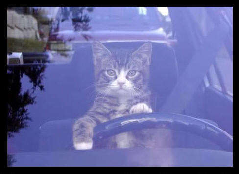 Name:  Cat-CatDrivingCar.jpg
Views: 373
Size:  17.3 KB