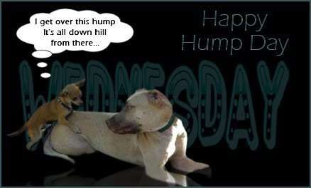 Name:  Hump-Day.jpg
Views: 436
Size:  12.7 KB