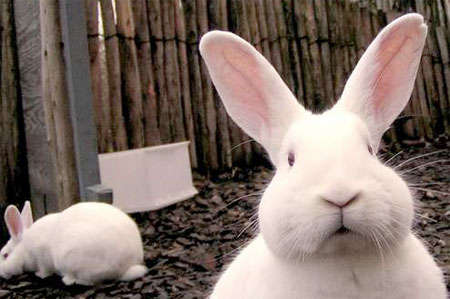 Name:  hello-rabbit.jpg
Views: 132
Size:  21.9 KB