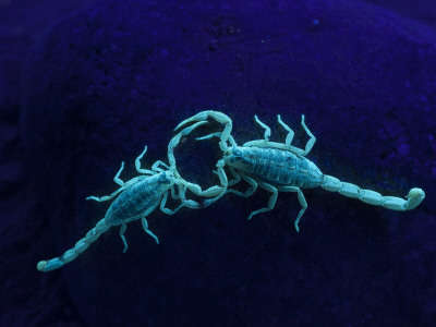 Name:  cathy-gordon-illg-two-scorpions-under-blacklight-maverick-county-texas-usa[1].jpg
Views: 221
Size:  10.5 KB