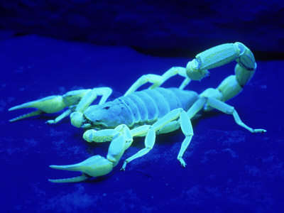 Name:  david-m-dennis-giant-hairy-scorpion[1].jpg
Views: 149
Size:  14.1 KB