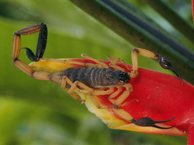 Name:  roy-toft-a-scorpion-native-to-costa-rica-perched-on-a-red-leaf[1].jpg
Views: 287
Size:  14.3 KB