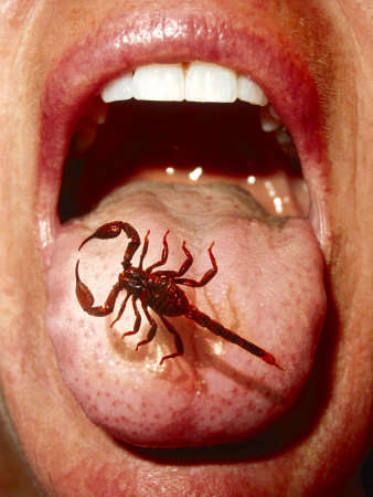 Name:  scorpion-on-tongue[1].jpg
Views: 163
Size:  22.1 KB