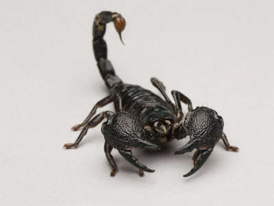 Name:  joel-sartore-emperor-scorpion-at-the-lincoln-children-s-zoo-nebraska[1].jpg
Views: 219
Size:  8.5 KB