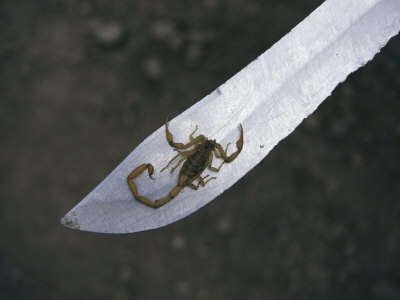 Name:  maria-stenzel-a-small-scorpion-found-in-the-school-storage-room-sits-on-a-knife-blade[1].jpg
Views: 212
Size:  8.7 KB