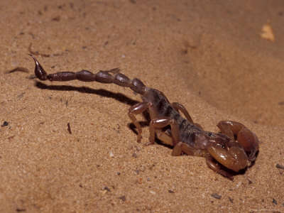Name:  jason-edwards-scorpion-makes-it-s-way-over-the-sand-country-of-central-queensland-australia[1].jpg
Views: 238
Size:  16.5 KB
