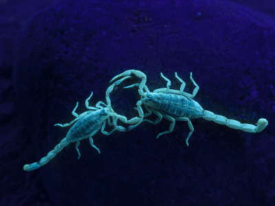 Name:  cathy-gordon-illg-two-scorpions-under-blacklight-maverick-county-texas-usa[1].jpg
Views: 232
Size:  10.5 KB