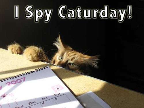 Name:  Caturday I spy[2].jpg
Views: 415
Size:  29.3 KB