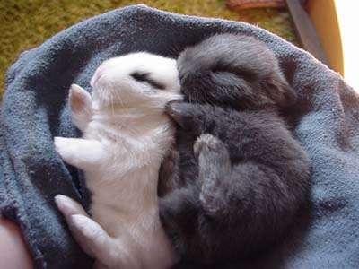 Name:  baby-rabbits.jpg
Views: 224
Size:  20.7 KB