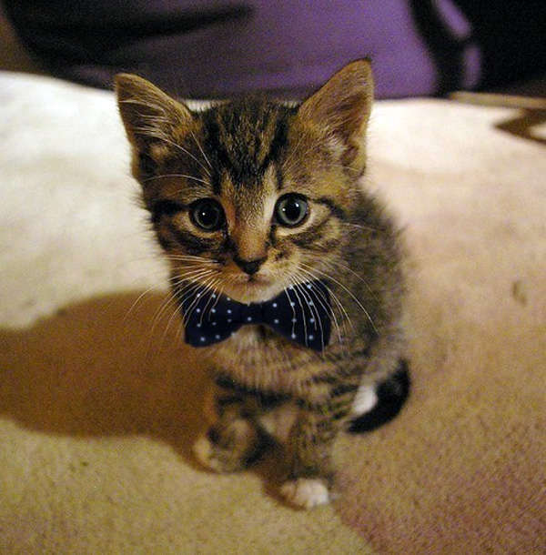 Name:  cute_kitten_with_bow_tie.jpg
Views: 282
Size:  47.1 KB