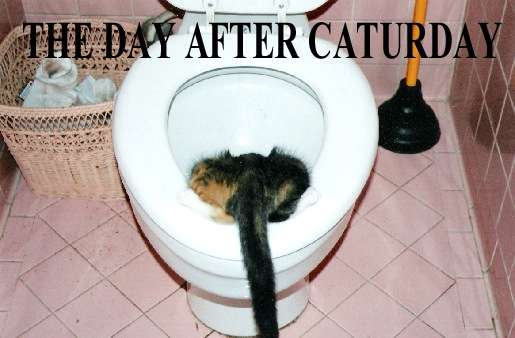 Name:  day_after_caturday_toilet.jpg
Views: 169
Size:  24.1 KB