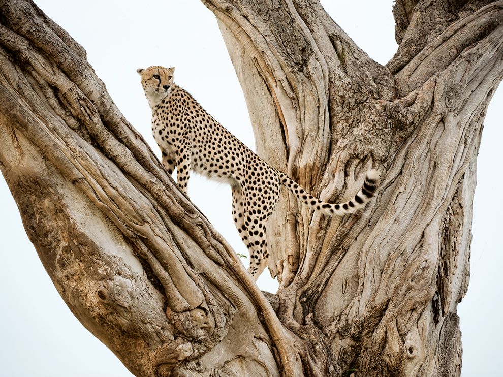 Name:  cheetah-tree-lanting_60067_990x742[1].jpg
Views: 395
Size:  213.4 KB