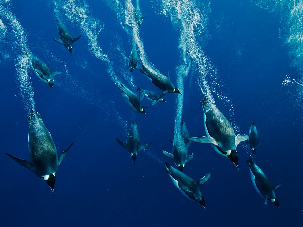 Name:  emperor-penguin-divers-nicklen_60592_990x742[1].jpg
Views: 164
Size:  102.8 KB
