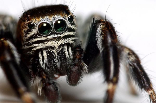 Name:  black-spider-macro_26195_600x450[1].jpg
Views: 376
Size:  41.7 KB