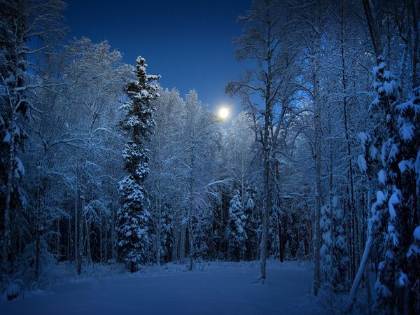 Name:  snow-trees-alaska_58932_600x450[1].jpg
Views: 274
Size:  64.8 KB