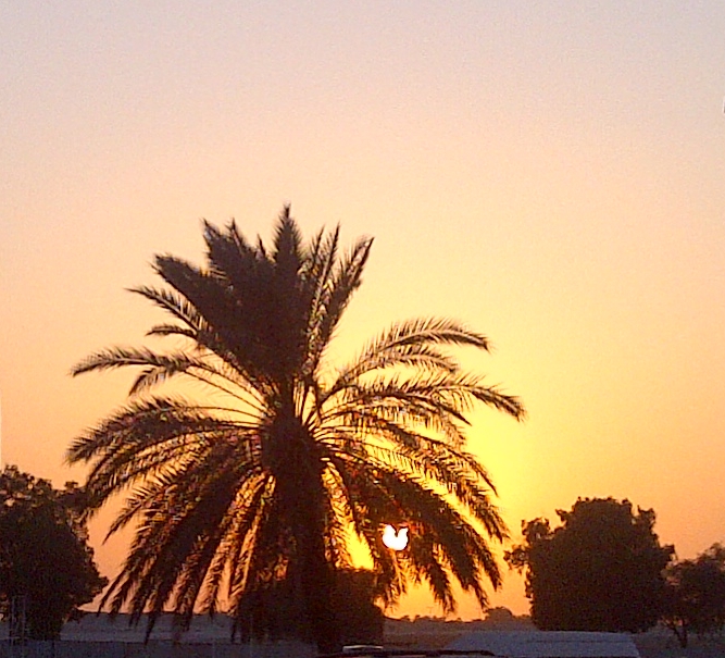 Name:  sunset abu dhabi.jpg
Views: 236
Size:  301.3 KB