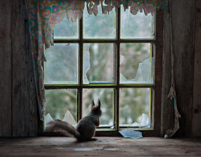 Name:  02-squirrel-ramshackle-cottage-670[1].jpg
Views: 201
Size:  76.6 KB