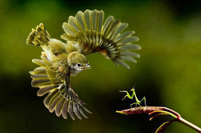 Name:  bird and praying mantis.jpg
Views: 1547
Size:  35.0 KB