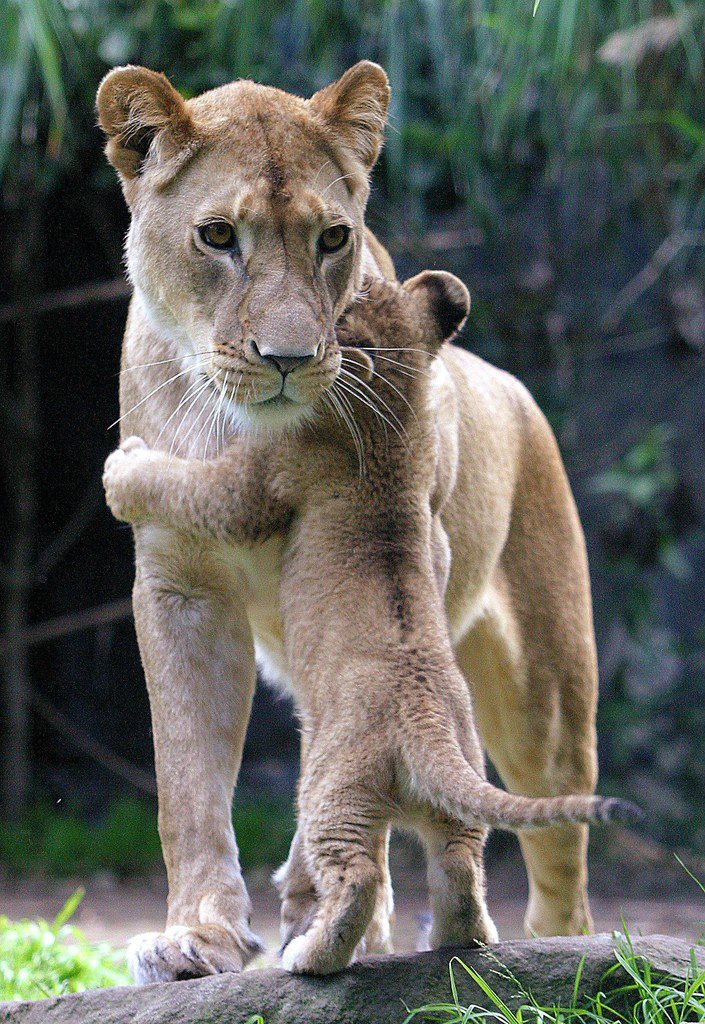 Name:  mom and baby lions.jpg
Views: 5773
Size:  218.1 KB