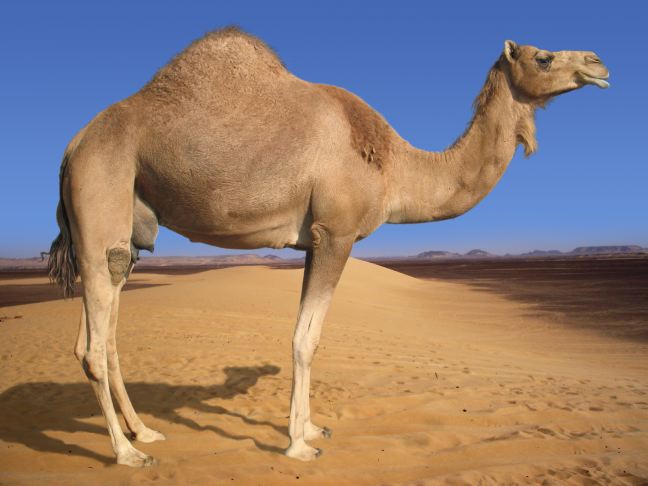 Name:  Arabian-Camel.jpg
Views: 205
Size:  39.7 KB
