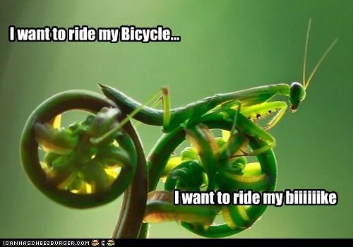 Name:  fiddlehead bike and praying mantis.jpg
Views: 1153
Size:  25.1 KB