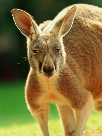 Name:  peter-walton-australian-red-kangaroo[1].jpg
Views: 193
Size:  42.3 KB
