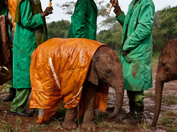 Name:  baby-elephant-keepers-nichols_49117_600x450[1].jpg
Views: 262
Size:  73.7 KB