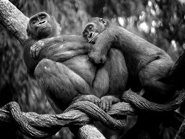 Name:  lowland-gorillas-nap_12670_600x450[1].jpg
Views: 206
Size:  62.4 KB
