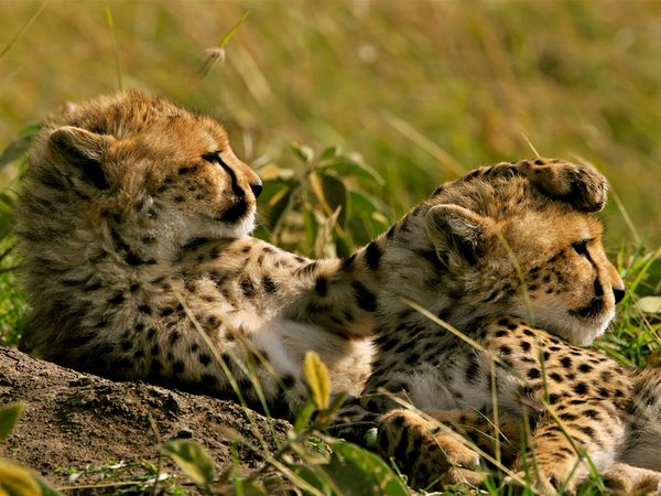 Name:  cheetahs-grass-kenya_22651_600x450[1].jpg
Views: 200
Size:  65.0 KB