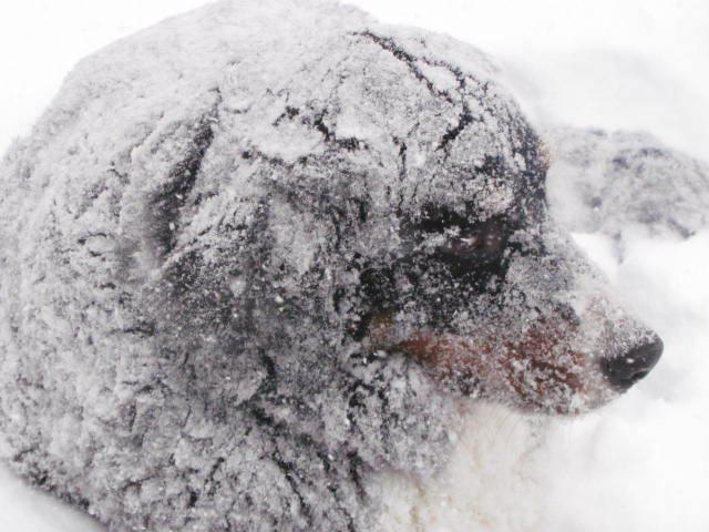 Name:  SNOW DOG.jpg
Views: 294
Size:  49.3 KB