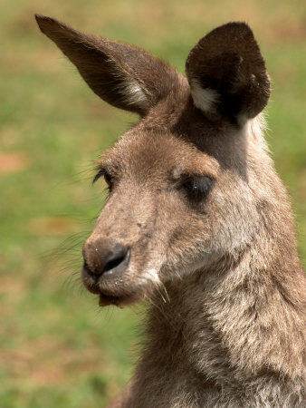 Name:  david-wall-grey-kangaroo-australia[2].jpg
Views: 248
Size:  42.3 KB