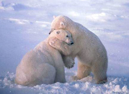 Name:  hugging_polar_bears-1449[1].jpg
Views: 227
Size:  23.1 KB