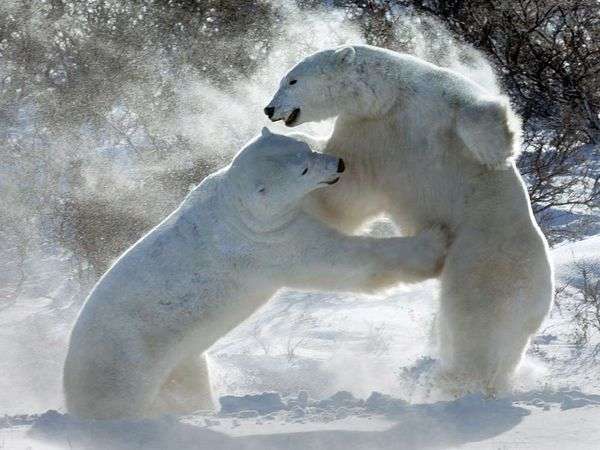 Name:  polar-bears-wapusk_9150_600x450[1].jpg
Views: 299
Size:  38.1 KB