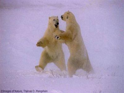 Name:  polar-bears-cute-funny-4[1].jpg
Views: 175
Size:  18.4 KB