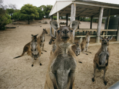 Name:  joe-scherschel-a-group-of-kangaroos-look-confused[1].jpg
Views: 320
Size:  34.4 KB