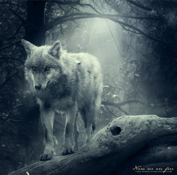 Name:  WOLF IN THE NIGHT.jpg
Views: 245
Size:  47.6 KB