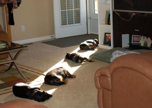 Name:  dogs-in-sun.jpg
Views: 120
Size:  34.7 KB