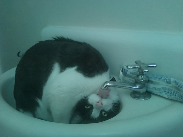 Name:  Possessed+Cat+is+thirsty_+This+is+how+they+drink+in_656169_4061407.jpg
Views: 185
Size:  32.6 KB