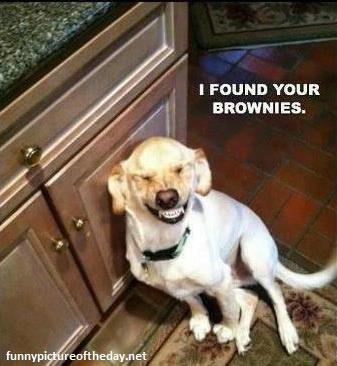 Name:  HI DOGGIE.jpg
Views: 239
Size:  24.3 KB