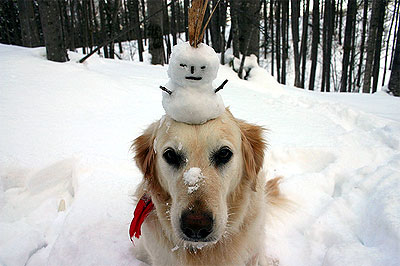 Name:  snowman head dog.jpg
Views: 611
Size:  32.5 KB
