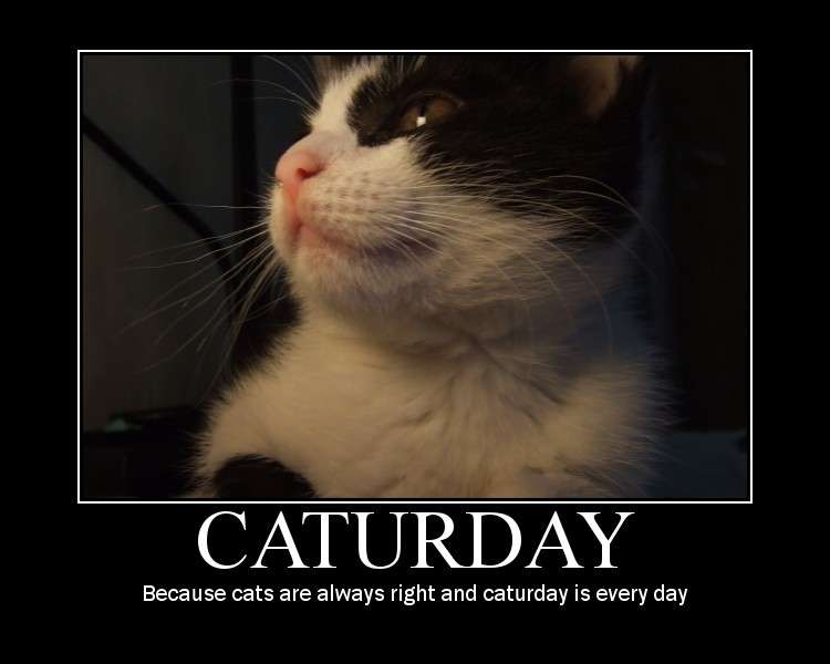 Name:  caturday.jpg
Views: 153
Size:  28.1 KB