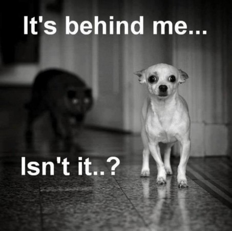 Name:  funny-dog-photo-with-caption-dog-stalked-by-cat-453x450.jpg
Views: 2493
Size:  37.9 KB