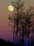 Name:  george-f-mobley-a-full-moon-shines-on-winters-leafless-branches[1].jpg
Views: 165
Size:  7.3 KB