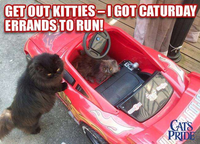 Name:  caturday-errands.jpg
Views: 307
Size:  60.4 KB