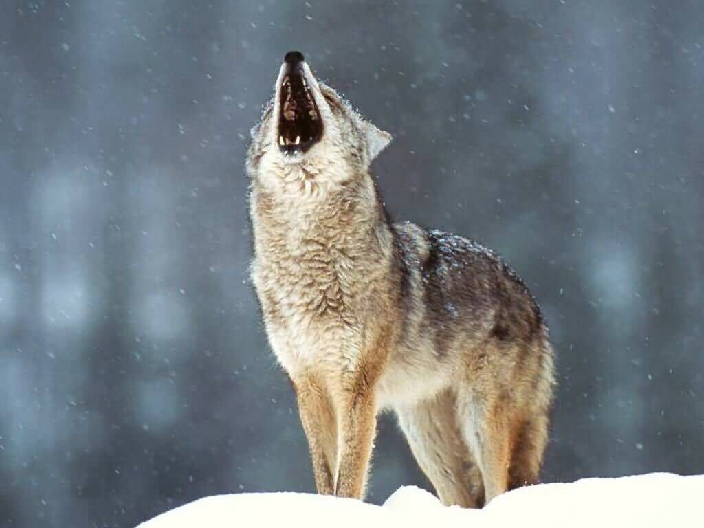 Name:  Howling at the Moon.jpg
Views: 3068
Size:  45.9 KB