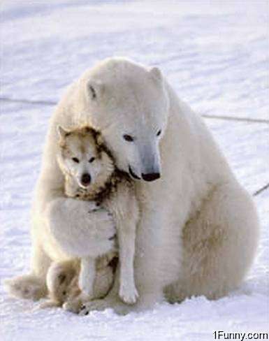 Name:  polar-bear-hugging-dog_large.jpg
Views: 243
Size:  16.0 KB